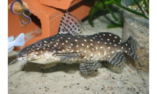 Synodontis angelicus